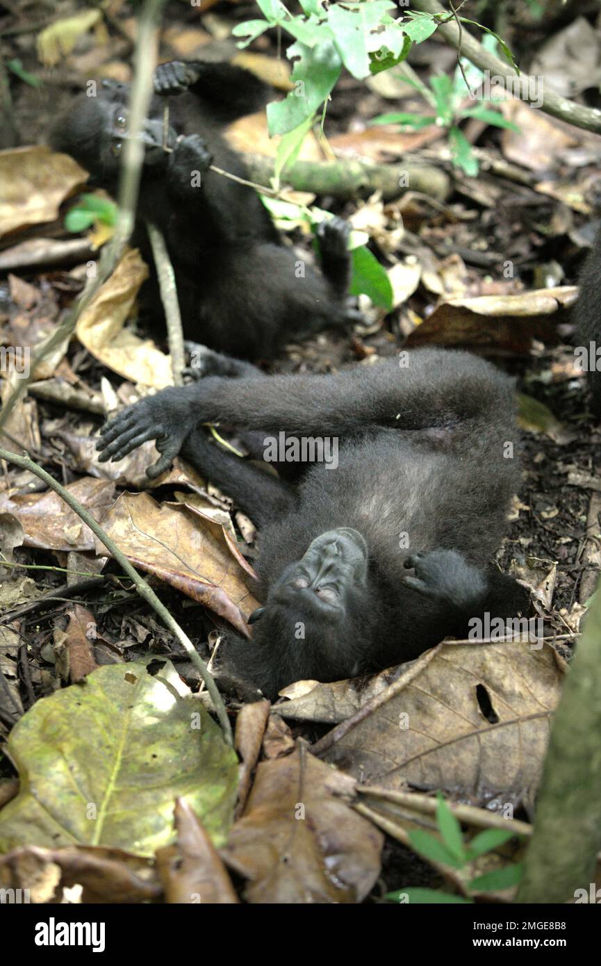 Due macachi di Sulawesi crestati neri (Macaca nigra) distesi e seduti sul pavimento della foresta, fermandosi dal foraggio nella riserva naturale di Tangkoko, Sulawesi settentrionale, Indonesia. Il riposo è una delle cinque classi di attività di macaco crestato identificate da Timothy o'Brien e Margaret Kinnaird in un articolo di ricerca pubblicato per la prima volta sull'International Journal of Primatology nel gennaio 1997. Quando si riposa, un macaco crestato è seduto o sdraiato, "ma non impegnato in attività sociali, compresa l'autogrooming". Il primate endemico di Sulawesi trascorre il 19,5% del loro tempo a riposare. Foto Stock