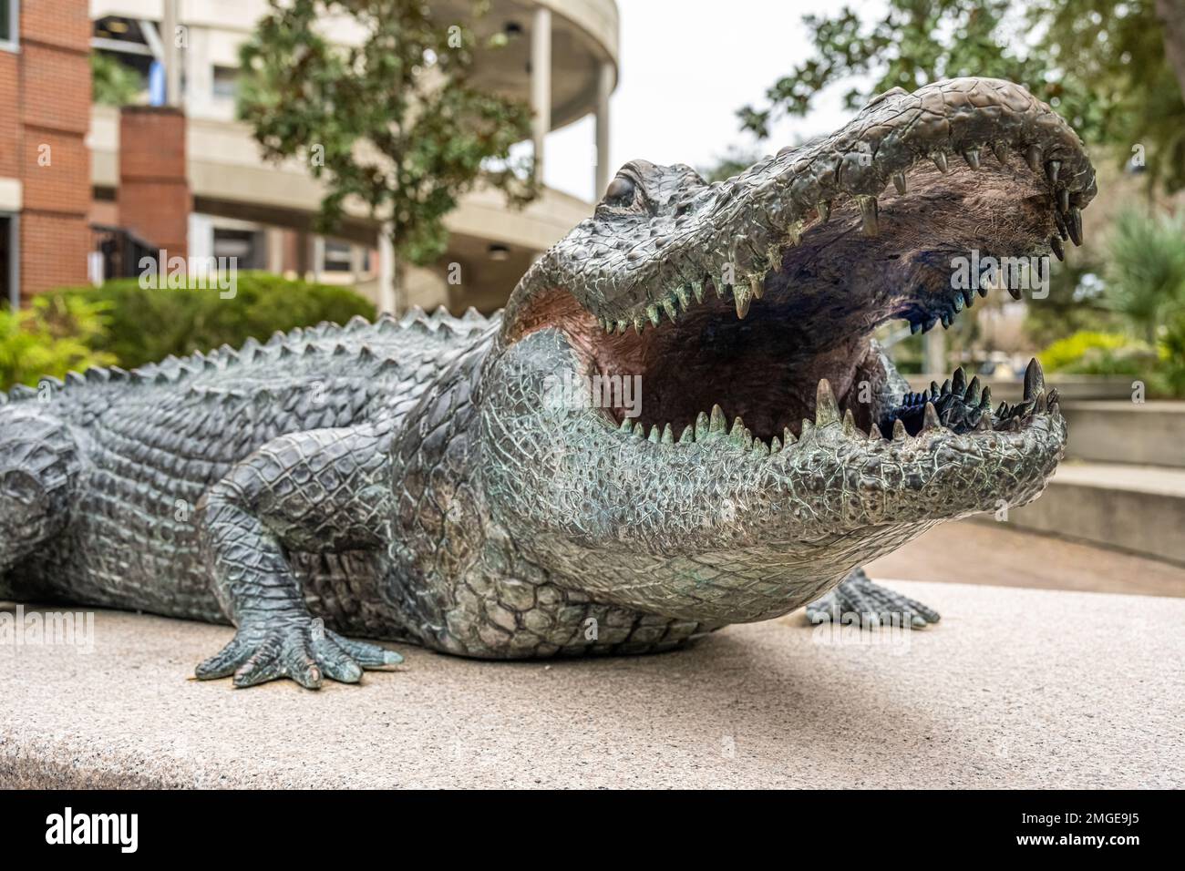 Statua del Gator della Florida all'esterno dello stadio ben Hill Griffin (noto anche come "la palude") nel campus dell'Università della Florida a Gainesville, Florida. (USA) Foto Stock