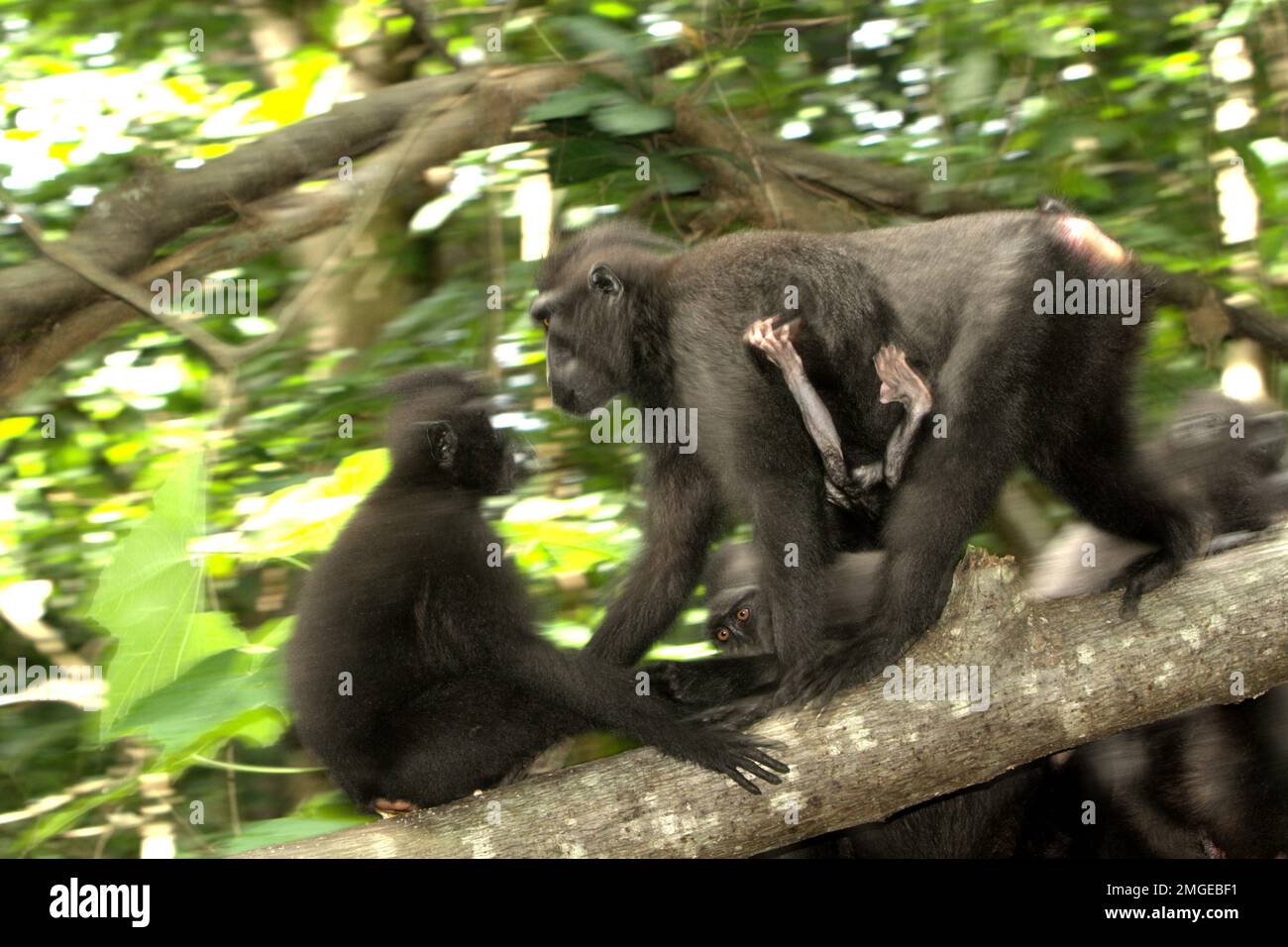 Una femmina adulta di macaco nero Sulawesi (Macaca nigra) trasporta un bambino mentre si muove su un tronco di albero, in uno sfondo di altri individui nella foresta di Tangkoko nel Nord Sulawesi, Indonesia. Moving è una delle cinque classi di macachi neri Sulawesi (Macaca nigra) attività identificata da Timothy o'Brien e Margaret Kinnaird in un documento di ricerca pubblicato per la prima volta su International Journal of Primatology nel gennaio 1997. Quando si muovono, hanno scritto, un macaco crested è in "locomozione, tra cui camminare, correre, arrampicarsi e saltare". In media, Sulawesi crested macaco nero... Foto Stock