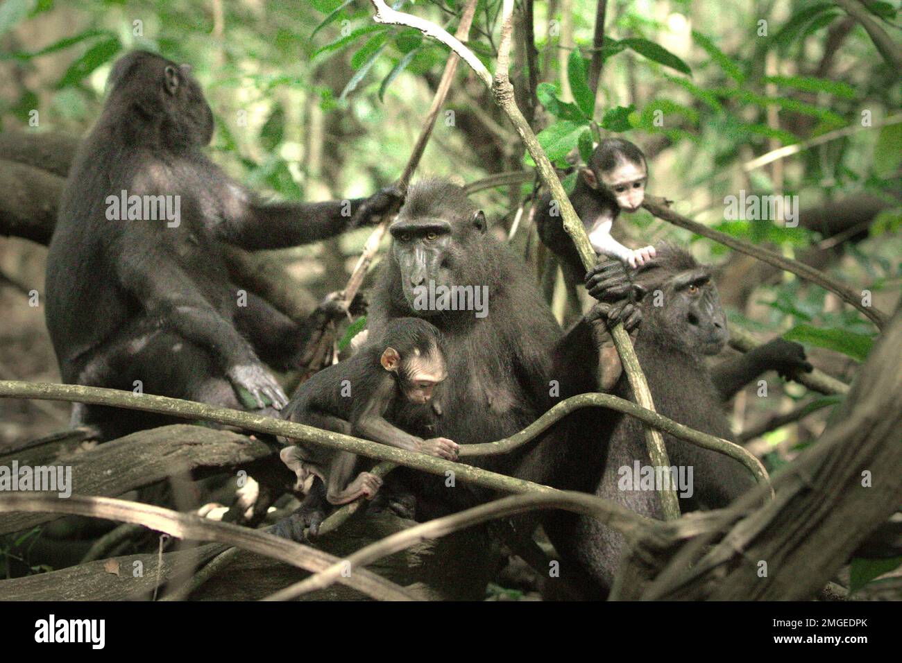 Un gruppo di macachi neri di Sulawesi (Macaca nigra) si sta occupando dei loro bambini durante il periodo dello svezzamento nel loro habitat naturale, nella foresta pluviale di Tangkoko nella Riserva Naturale del Nord Sulawesi, Indonesia. Il periodo di svezzamento di un neonato macaco crestato, dai 5 mesi fino ai 1 anni di età, è la prima fase della vita in cui la mortalità infantile è la più alta. Gli scienziati primati del Macaca Nigra Project hanno osservato che i gruppi di macachi crestati con più donne adulte sono meglio in grado di difendere le risorse (alimentari) contro altri gruppi, uno dei fattori che determinano la possibilità di sopravvivenza. Foto Stock