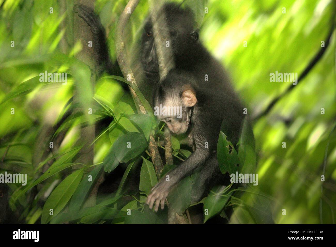 Un curioso bambino di macaco soldato nero (Macaca nigra) si sta allontanando dalla madre durante il periodo dello svezzamento nel loro habitat naturale, nella foresta pluviale di Tangkoko nella riserva naturale di Sulawesi settentrionale, Indonesia. Il periodo di svezzamento di un neonato macaco crestato, dai 5 mesi fino ai 1 anni di età, è la prima fase della vita in cui la mortalità infantile è la più alta. Gli scienziati primati del progetto Macaca Nigra hanno osservato che '17 dei 78 bambini (22%) sono scomparsi nel loro primo anno di vita. Otto di questi 17 corpi morti di lattanti sono stati trovati con grandi ferite da puntura.' Foto Stock