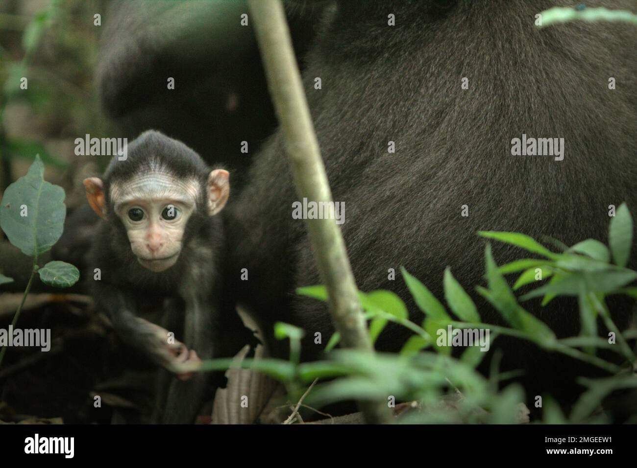 Un curioso bambino di macaco soldato nero (Macaca nigra) si sta allontanando dalla madre durante il periodo dello svezzamento nel loro habitat naturale, nella foresta pluviale di Tangkoko nella riserva naturale di Sulawesi settentrionale, Indonesia. Il periodo di svezzamento di un neonato macaco crestato, dai 5 mesi fino ai 1 anni di età, è la prima fase della vita in cui la mortalità infantile è la più alta. Gli scienziati primati del progetto Macaca Nigra hanno osservato che '17 dei 78 bambini (22%) sono scomparsi nel loro primo anno di vita. Otto di questi 17 corpi morti di lattanti sono stati trovati con grandi ferite da puntura.' Foto Stock