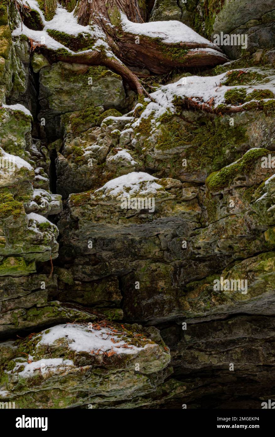 La neve si trova in zone sulle rocce di un antico litorale con un albero di cedro che cresce in cima, Walt's Woods LandTrust Park, Door County, Wisconsin Foto Stock