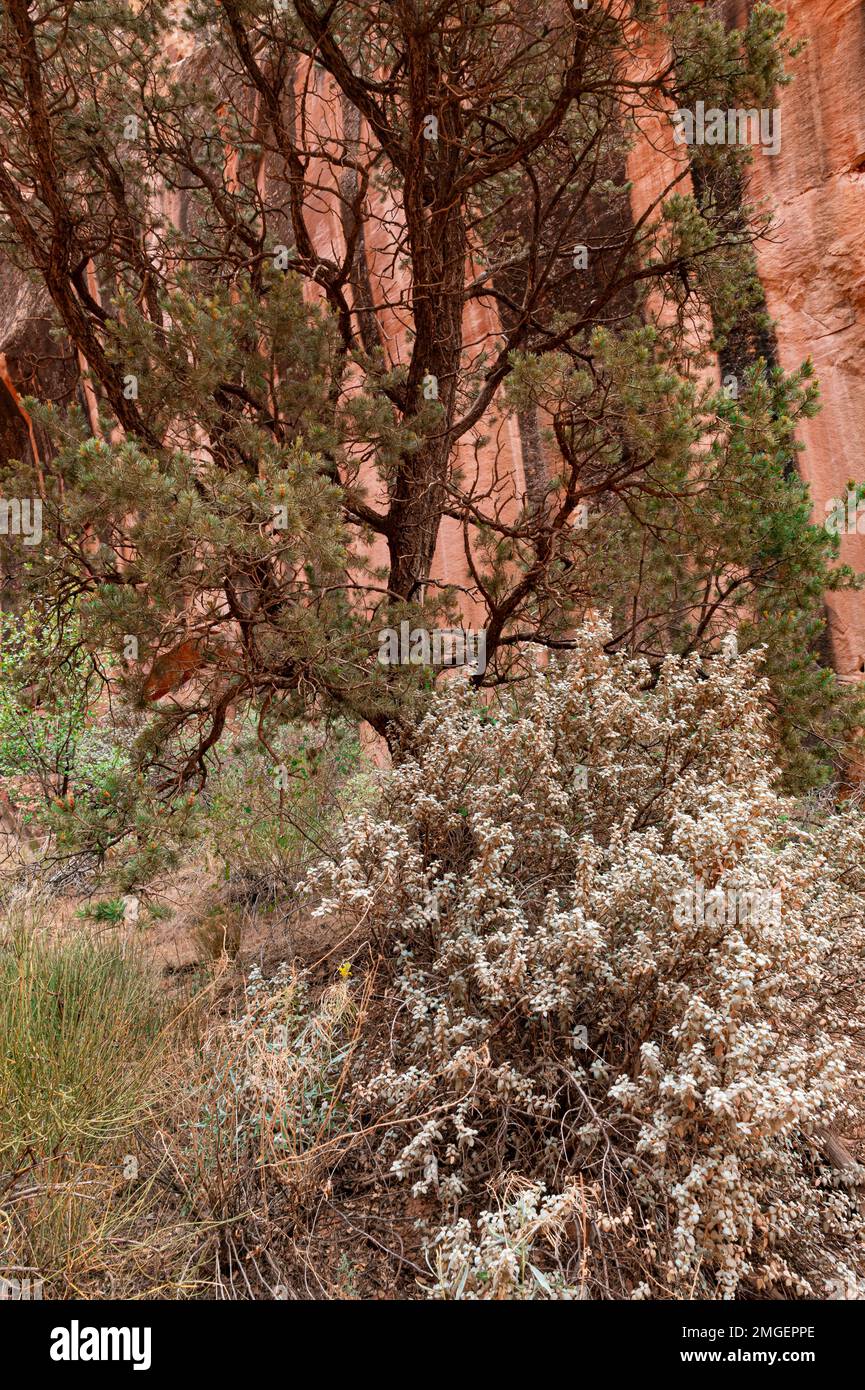 Un Pinyon Pine e arbusti fronteggia una parete di roccia solcata con vernice desertica, il Capitol Reef National Park, Wayne County, Utah Foto Stock
