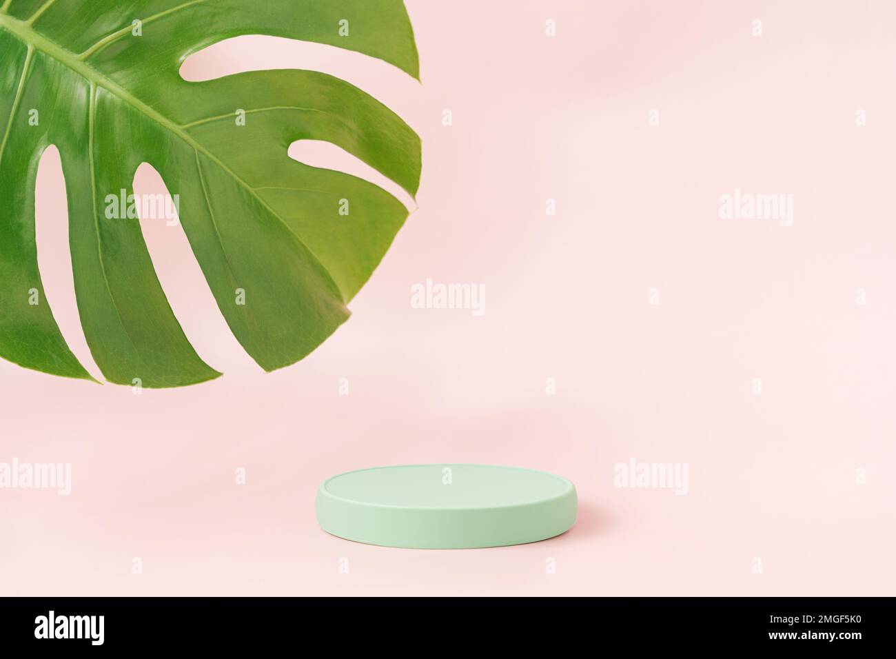 Montagne russe verdi accanto alla foglia di mostera su sfondo rosa Foto Stock