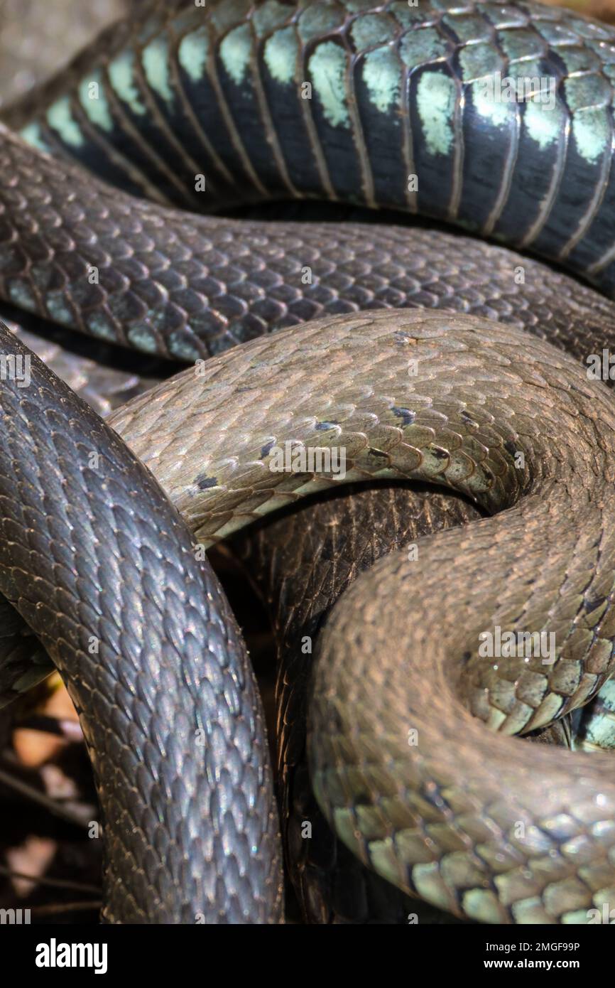 I corpi di serpente si arricciarono l'uno contro l'altro Foto Stock
