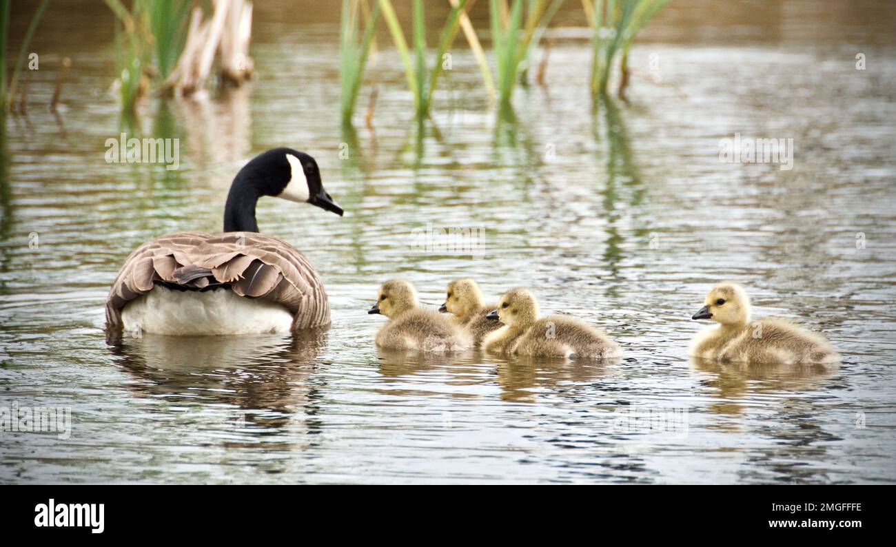 Canada Goose nuoto con Babies Foto Stock