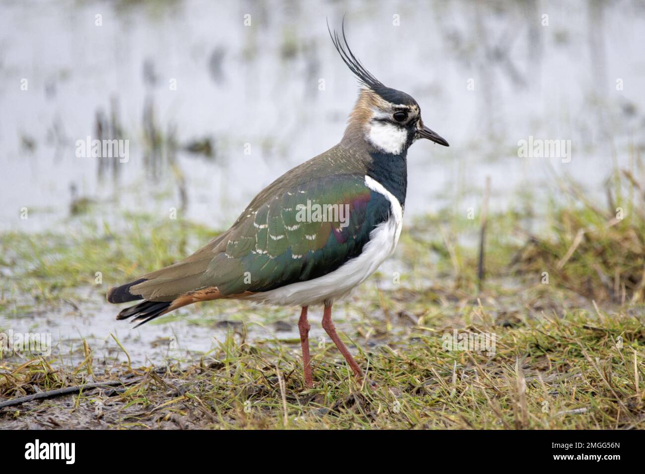 Northen Lapwing Foto Stock
