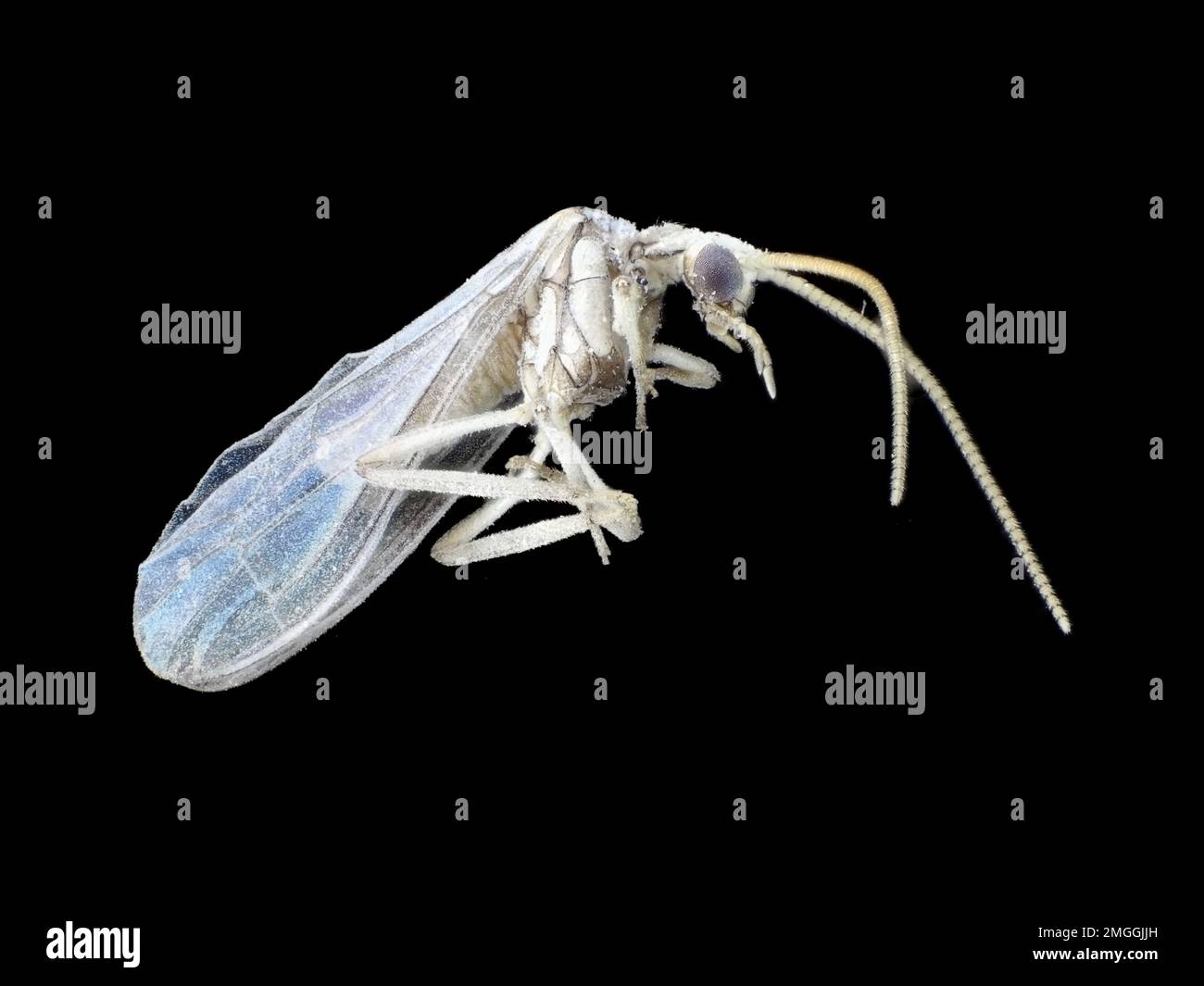 Dustywing (Coniopterygidae), circa 4 mm di lunghezza, sotto il microscopio Foto Stock