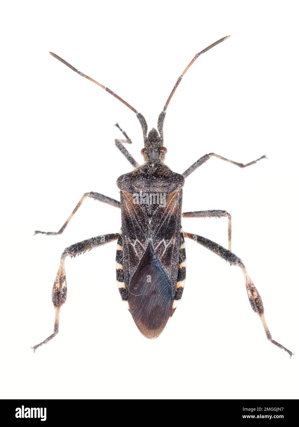 Insetto di semi di conifera occidentale (Leptoglossus occidentalis) trovato al coperto in Western WA, USA - bug macro Foto Stock