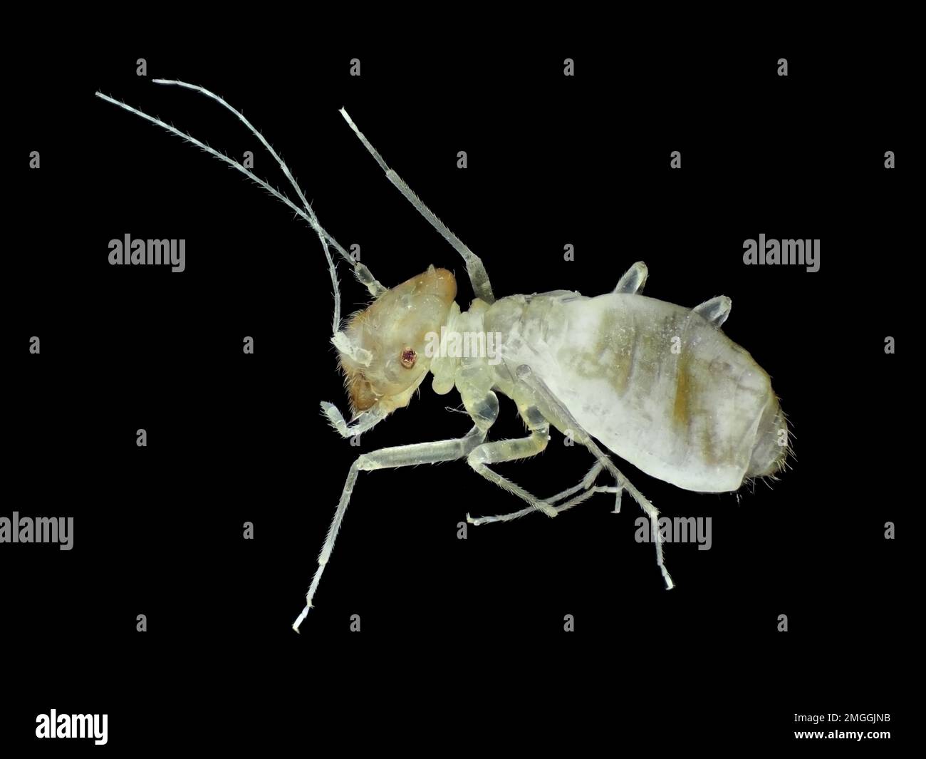 Psocidae (barkhouse), lunghezza circa 1,6 mm, micrografia a luce riflessa Foto Stock