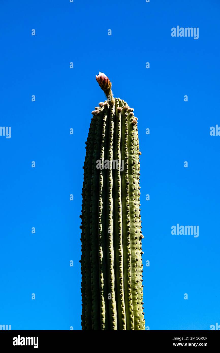 Un grande cardo gigante messicano, cactus elefante, Pachycereus pringlei, che cresce alla punta di Capo Zafferano. Foto Stock