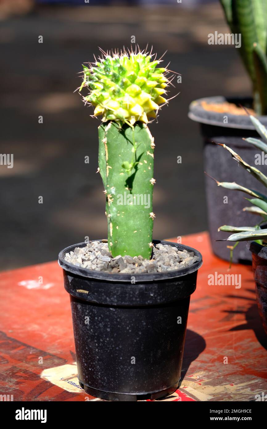 Gruppo di varie cactus e succulente piante in pentole, bella composizione di piante in pentole diverse. Foto Stock