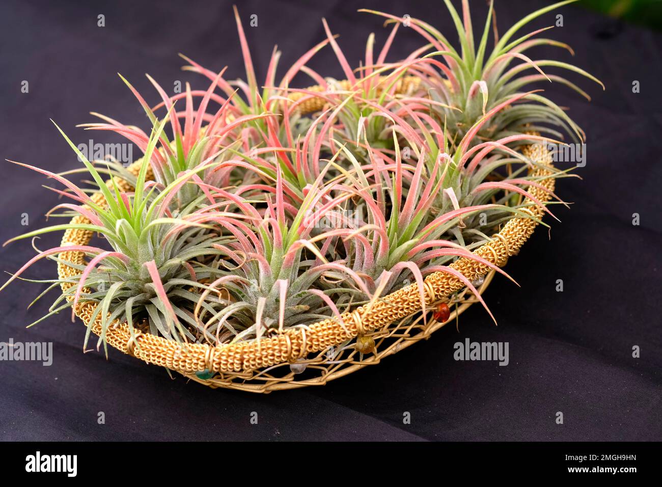 Gruppo di varie cactus e succulente piante in pentole, bella composizione di piante in pentole diverse. Foto Stock