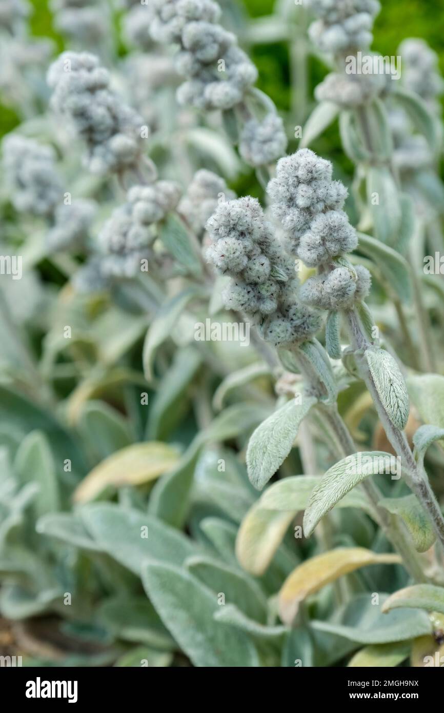 Stachys byzantina bolla di cotone, Bolla di cotone Stachys lanata, Bolla di cotone dell'orecchio dell'agnello, orecchi dell'agnello, perenne sempreverde, fiori assomigliano alle palle di cotone Foto Stock