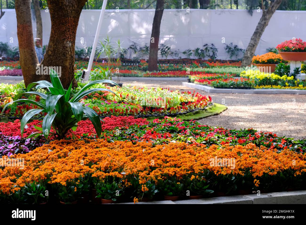 25 gennaio 2023, Pune, India, il Giardino Botanico imperatrice durante la mostra annuale dei fiori a Pune. Foto Stock