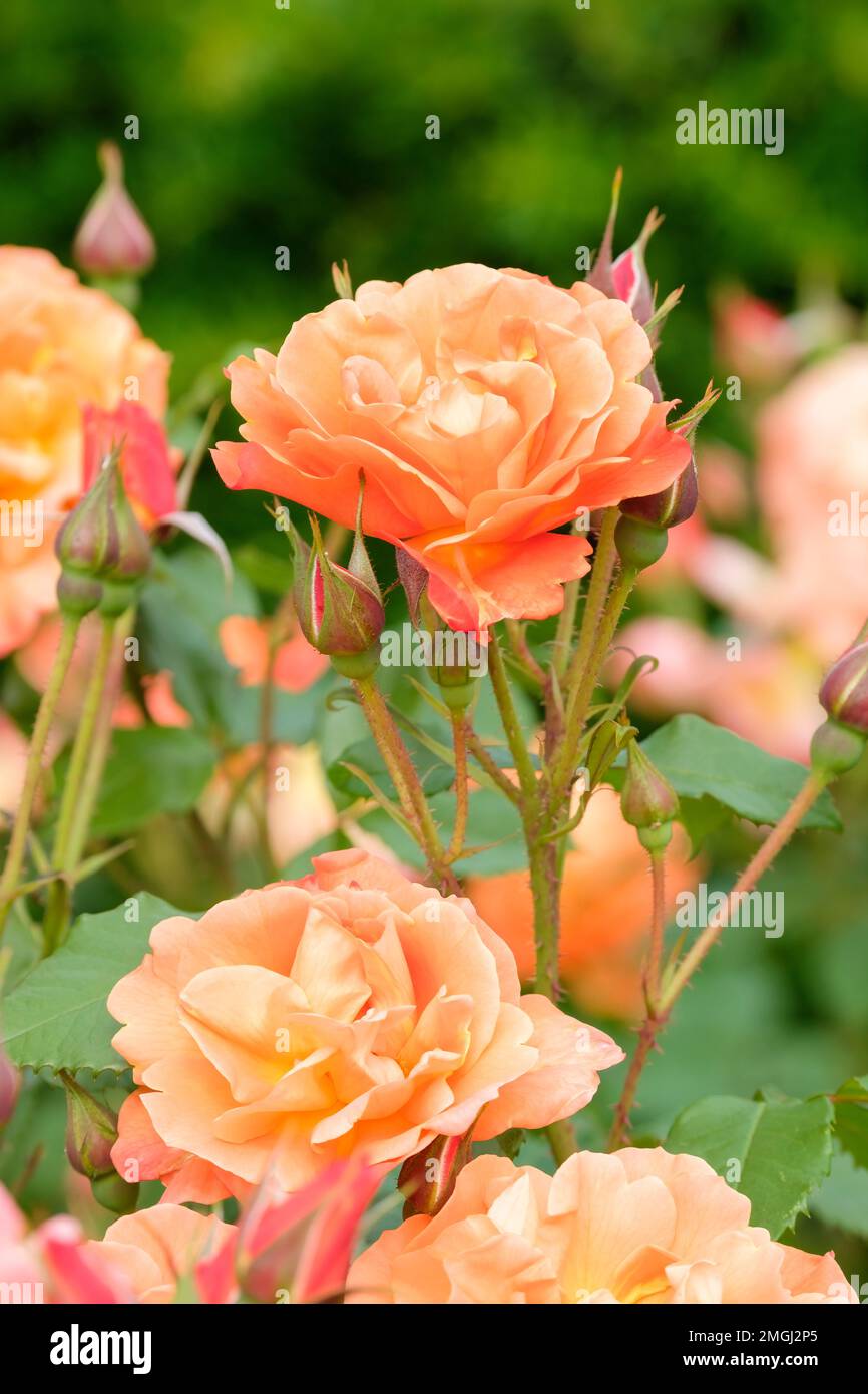 Rosa Westerland, rosa Korwest, rosa Korwest, rosa Korlawe, arbusto medio fiori albicocca-arancio, rosa arbusto Foto Stock