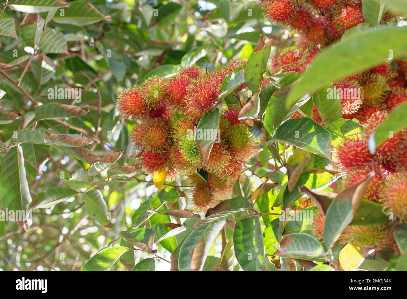 Polinesia Francese, Hiva Oa: Ramboutan, Nephelium lappaaceum Foto Stock