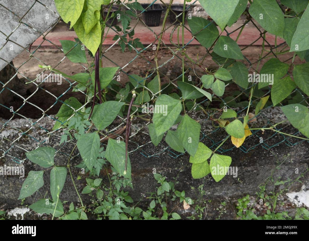 Pochi fagiolini rossi lunghi di Yard (Asparagus Bean) appesi su una vite di Yard a fagiolini lunghi che si arrampicò su una recinzione nel giardino di casa Foto Stock