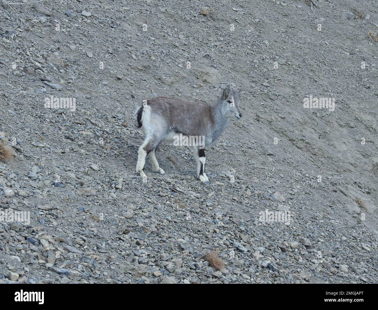 Spiti, Himachal Pradesh, India - 1st aprile 2021 : il Bharal (Pseudois nayaur), chiamato anche Helan Shan Blue Sheep, Chinese Blue Sheep, Himalayan Foto Stock