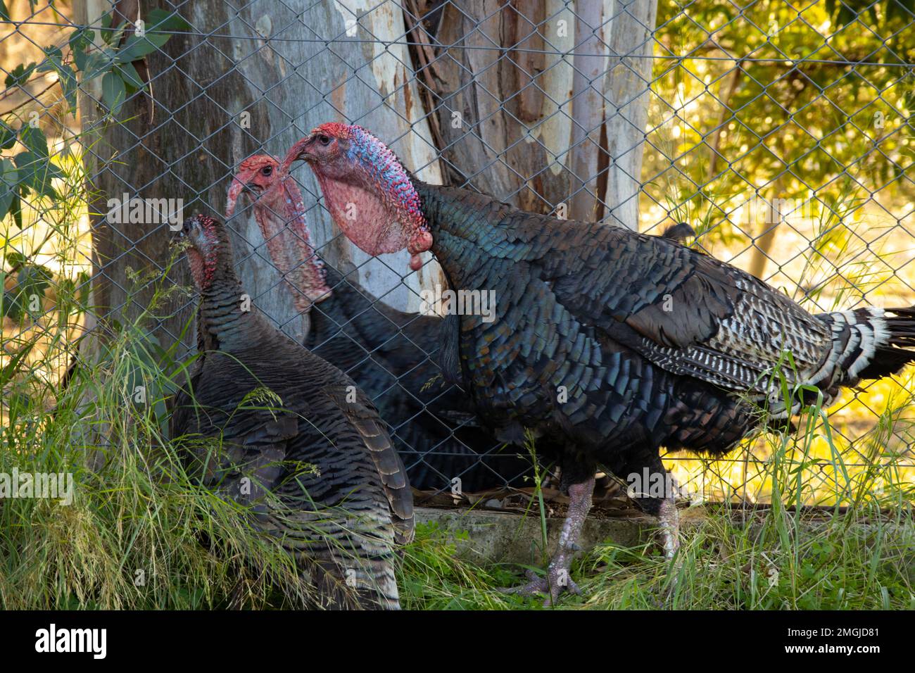 Battaglia iniqua di due tacchini separati da una recinzione in serata Foto Stock