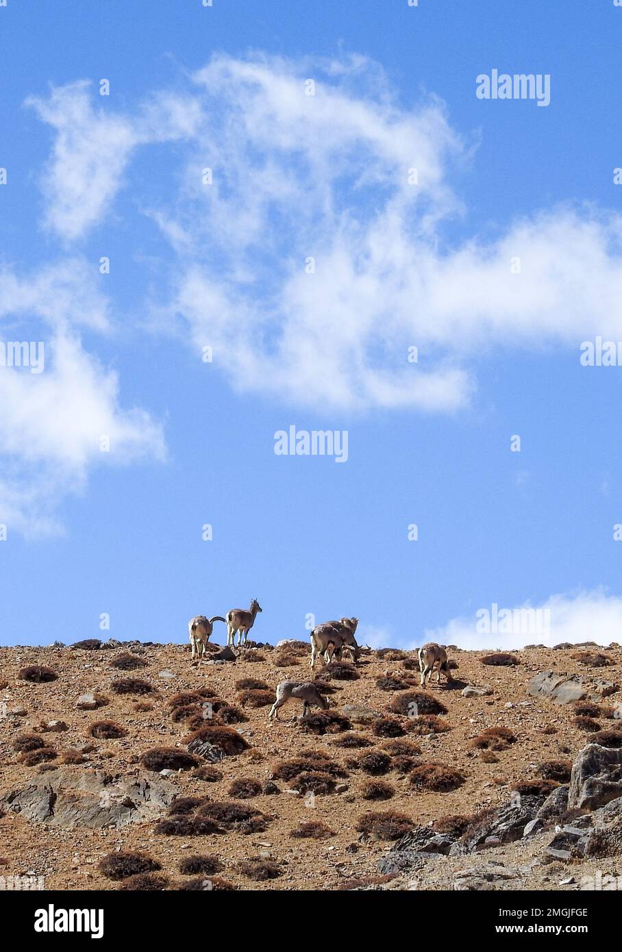 Spiti, Himachal Pradesh, India - 1st aprile 2021 : il Bharal (Pseudois nayaur), chiamato anche Helan Shan Blue Sheep, Chinese Blue Sheep, Himalayan Foto Stock
