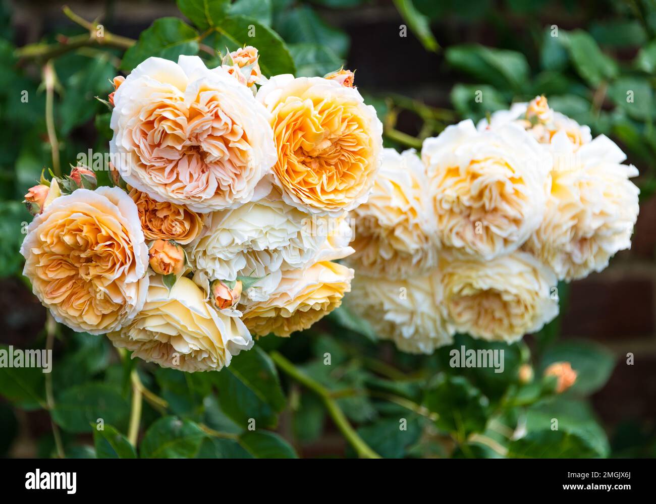 The Rose Garden, Hampton Court Palace, Londra, Inghilterra Foto Stock