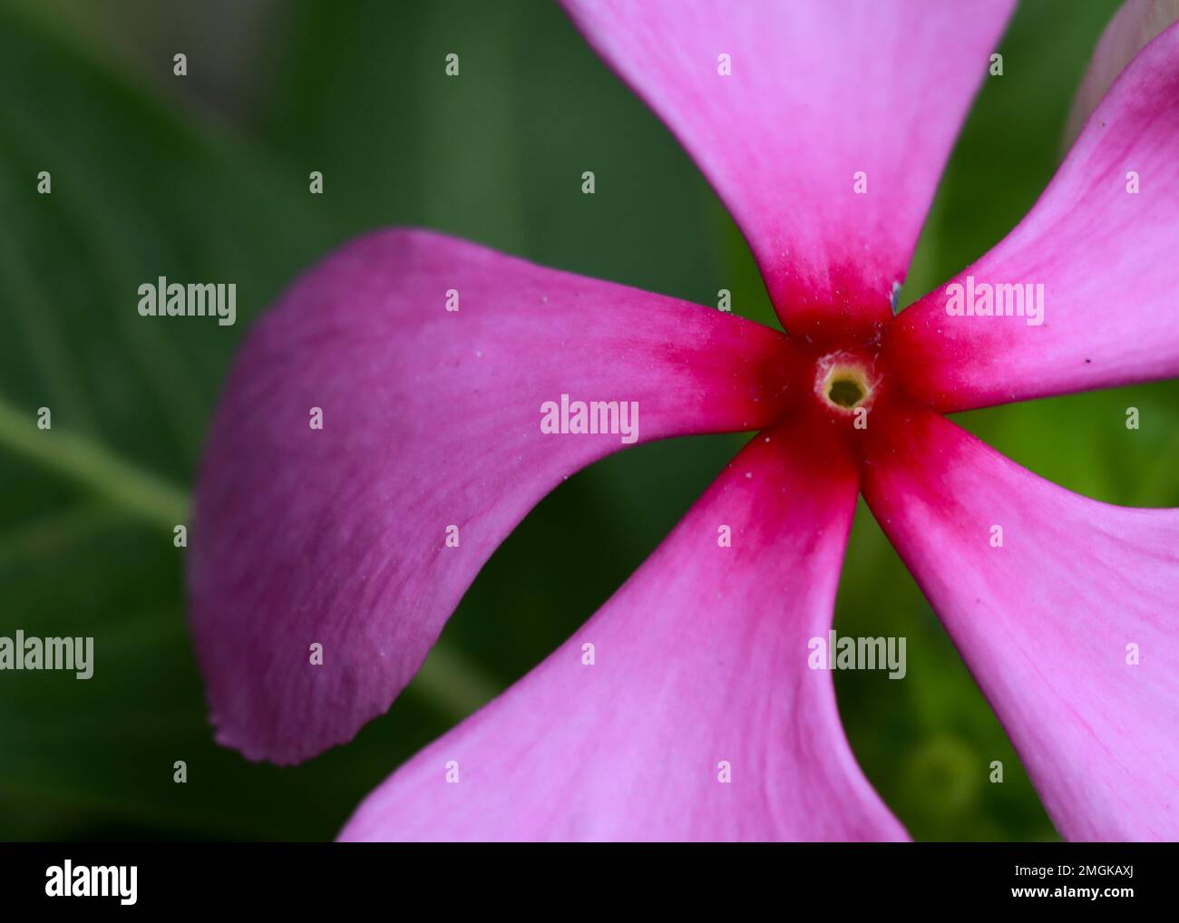 Catharanthus roseo. Occhi luminosi. Capo periwinkle. Impianto di cimitero. Madagascar Periwinkle. Vecchia cameriera. Pervinca rosa. Rosa pervinca. Foto Stock