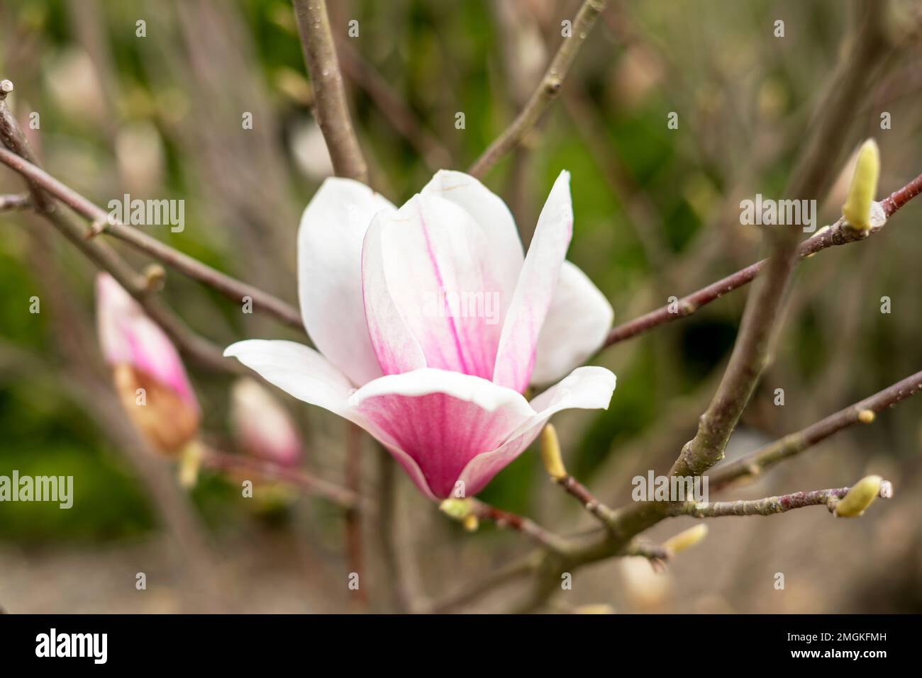 germoglio di fiore rosa magnolia su ramo di albero e germogli verdi su sfondo naturale all'aperto primavera e fioritura piante giardinaggio paesaggio Foto Stock