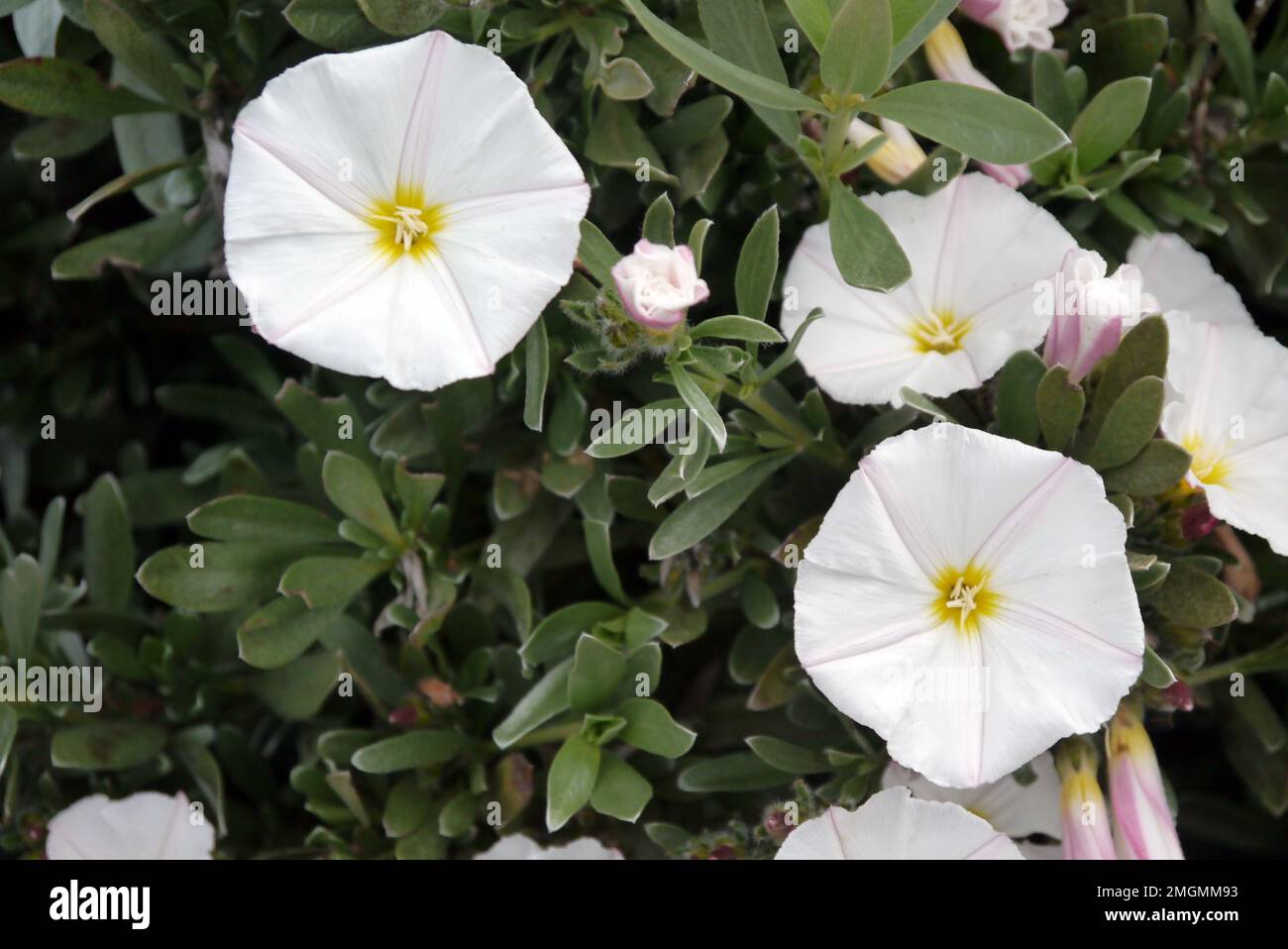 White Convolvulus Cneorum (Shrubby Bindweed) Fiori coltivati a RHS Garden Harlow Carr, Harrogate, Yorkshire, Inghilterra, UK. Foto Stock