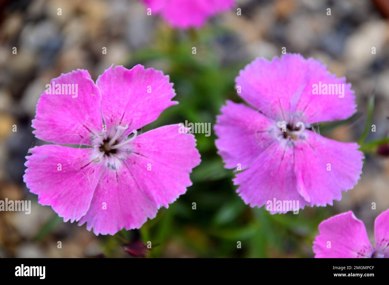 Fiori rosa di Dianthus Alpinus 'Pink alpino' coltivati nella Casa Alpina a RHS Garden Harlow Carr, Harrogate, Yorkshire, Inghilterra, Regno Unito. Foto Stock