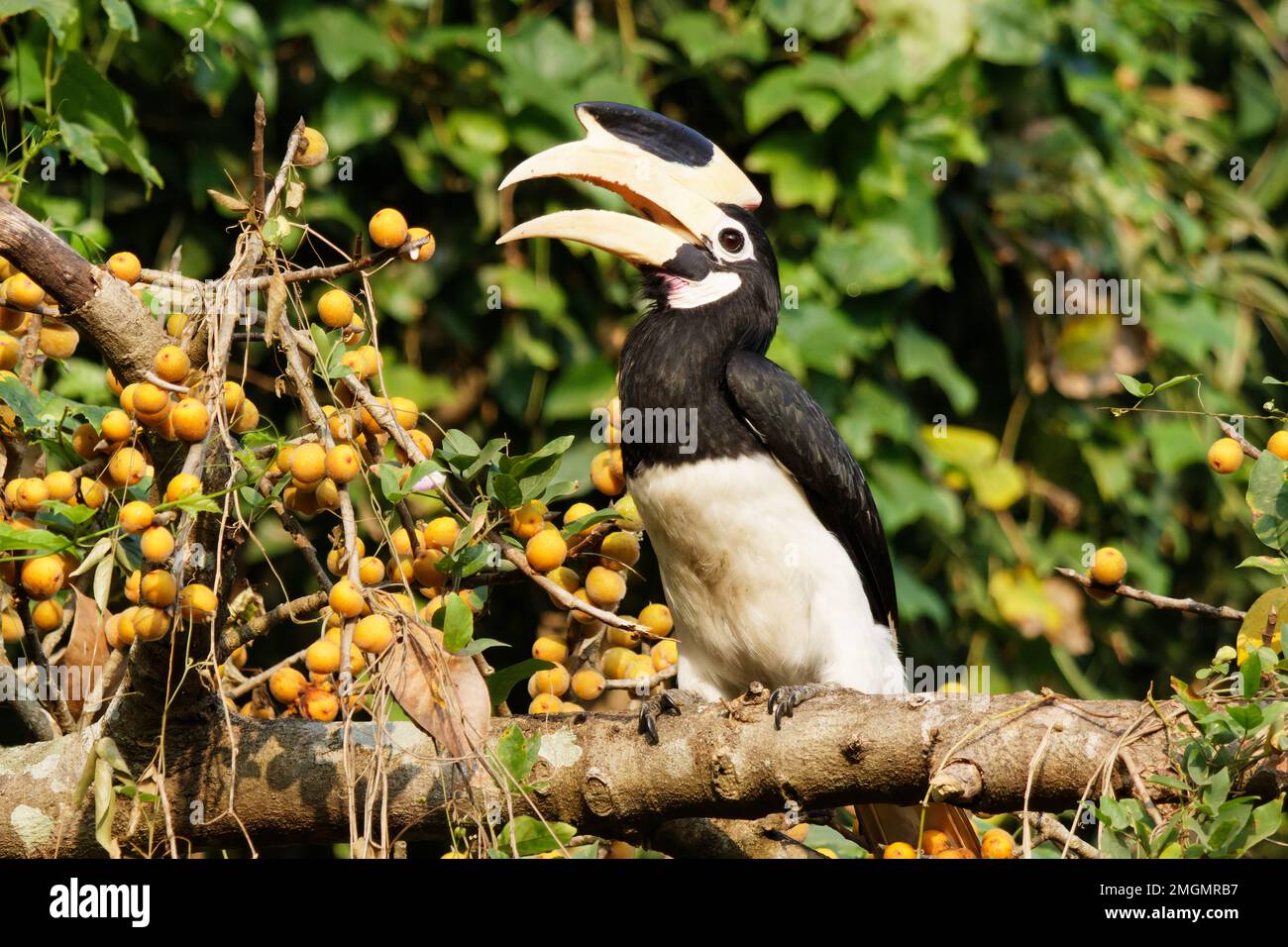 Asian pied hornbill sul terreno in primo piano del cibo sparato di un bellissimo uccello non persone birdwatching birdwatching Foto Stock