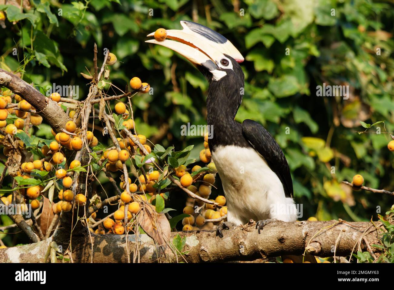 Asian pied hornbill sul terreno in primo piano del cibo sparato di un bellissimo uccello non persone birdwatching birdwatching Foto Stock