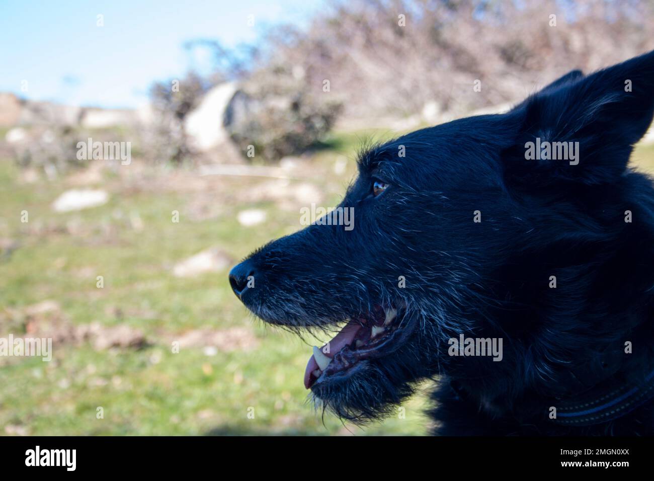 ritratto di cane nero in una giornata di sole per una passeggiata in campagna Foto Stock