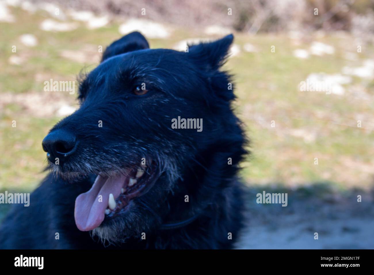 ritratto di cane nero in una giornata di sole per una passeggiata in campagna Foto Stock