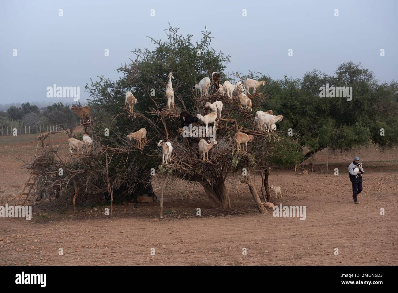 Capre su alberi di argan sulla strada per Casablanca nel sud-ovest Morocco.l'olio di noci è usato come olio costoso in cucina e in cosmetici. Foto Stock