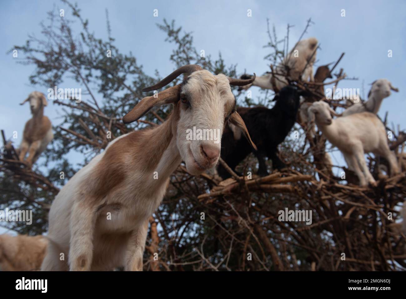 Capre su alberi di argan sulla strada per Casablanca nel sud-ovest Morocco.l'olio di noci è usato come olio costoso in cucina e in cosmetici. Foto Stock
