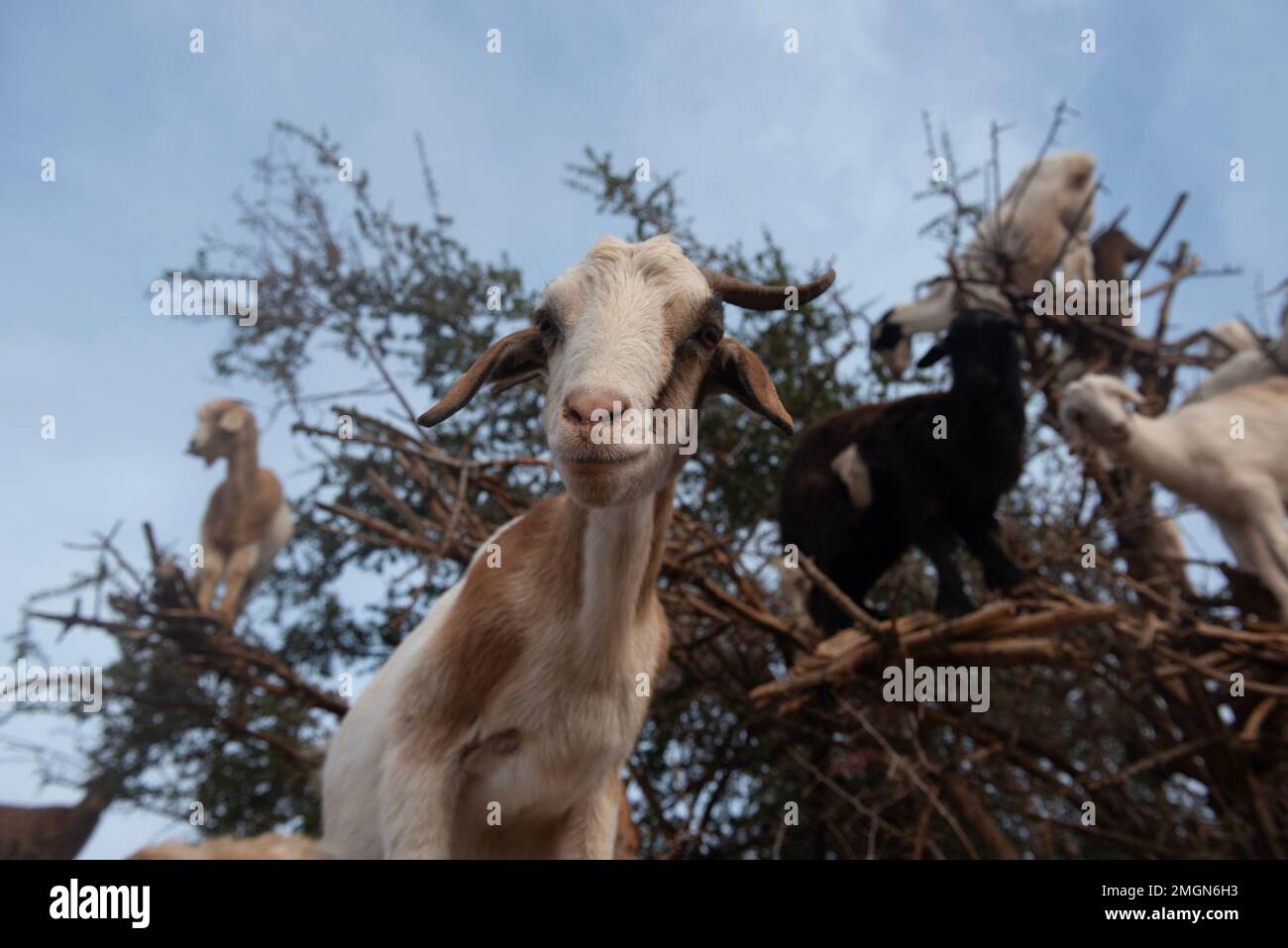 Capre su alberi di argan sulla strada per Casablanca nel sud-ovest Morocco.l'olio di noci è usato come olio costoso in cucina e in cosmetici. Foto Stock