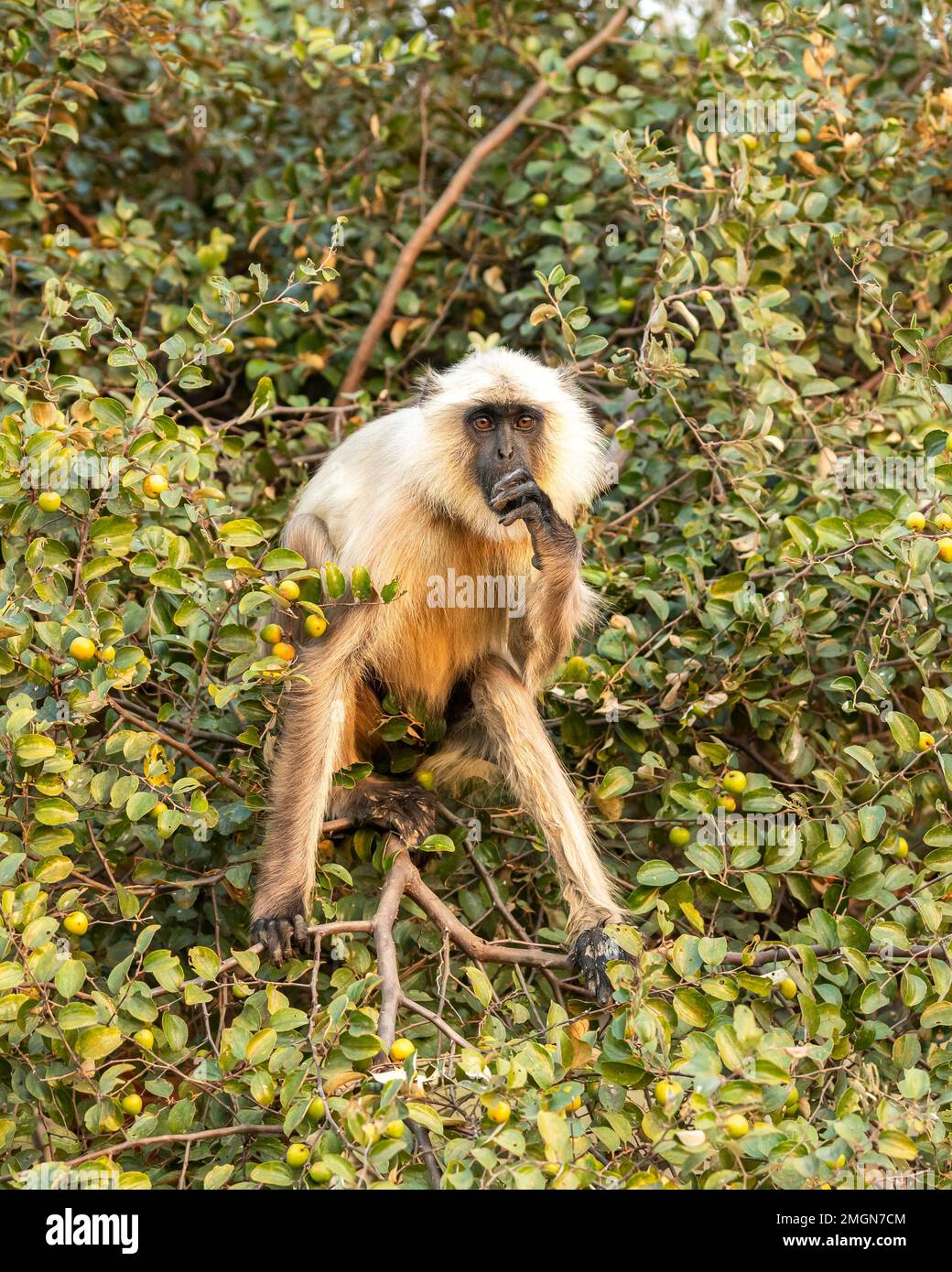 Piano Settentrionale Gray Langur o Semnopithecus entellus ritratto su albero che mangia o Jujube o ber albero di frutta con espressione facciale a panna india Foto Stock