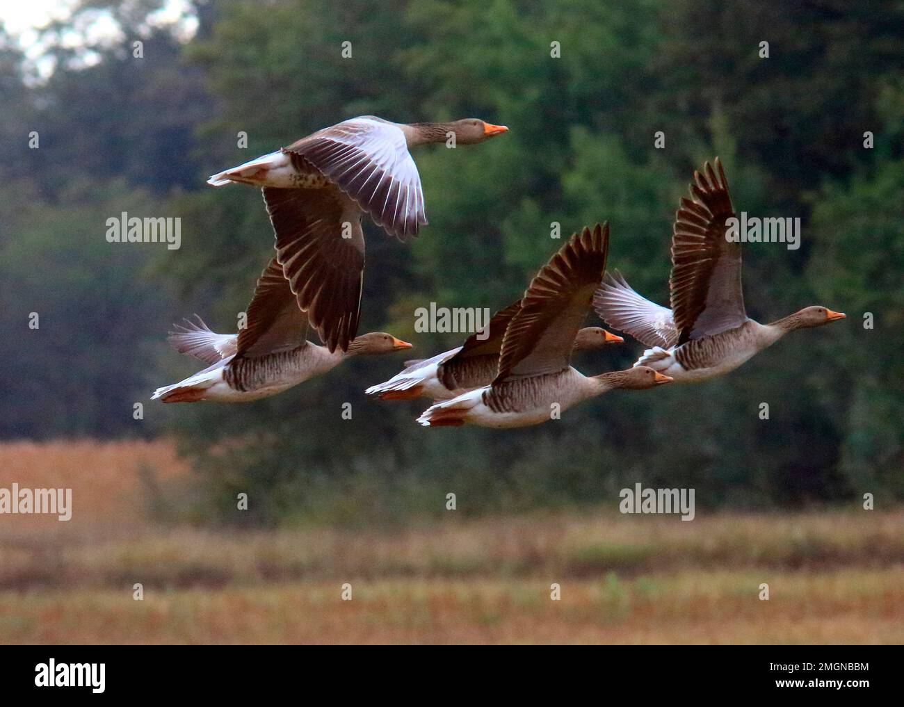 Greylag goose (Anser anser) gruppo in volo, Ain, Francia Foto Stock