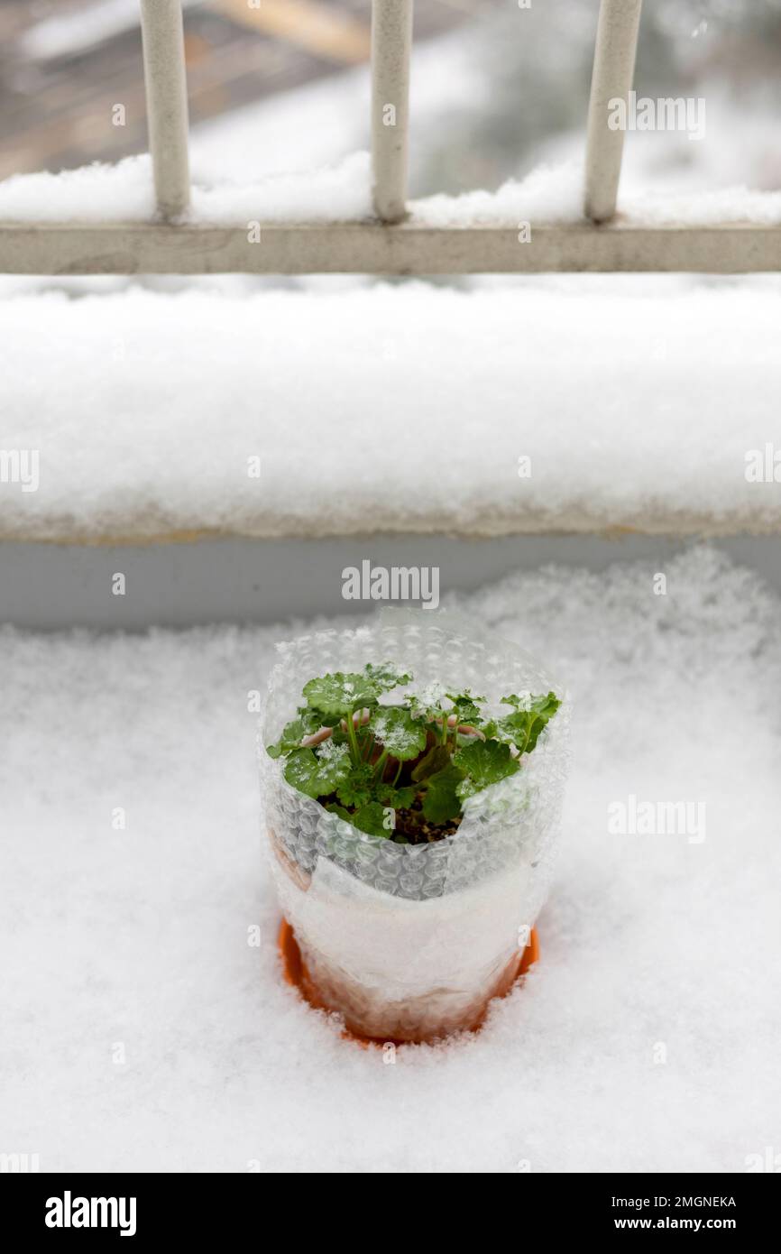 Neve coperta la terrazza, piante verdi sulla neve Foto Stock