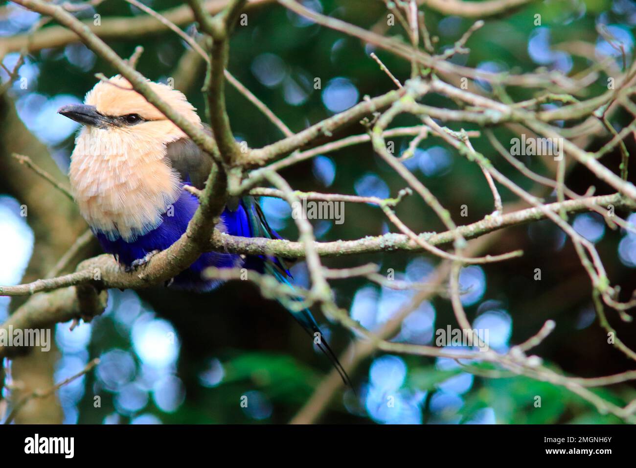 Rullo blu (Coracias cyanogaster) su un ramo, Parc aux oiseaux, Ain, Francia Foto Stock