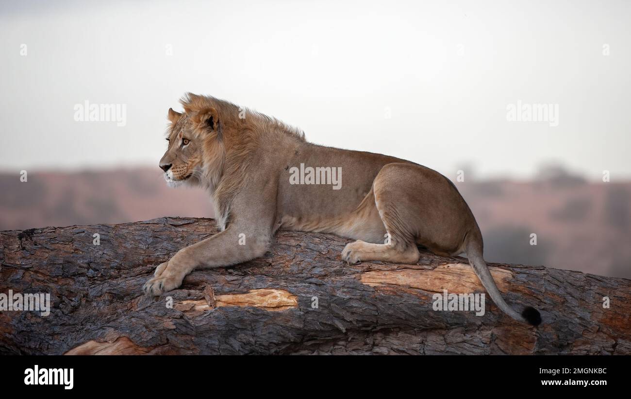 Leone (Panthera leo) Kgalagadi Parco transfrontaliero, Sudafrica Foto Stock