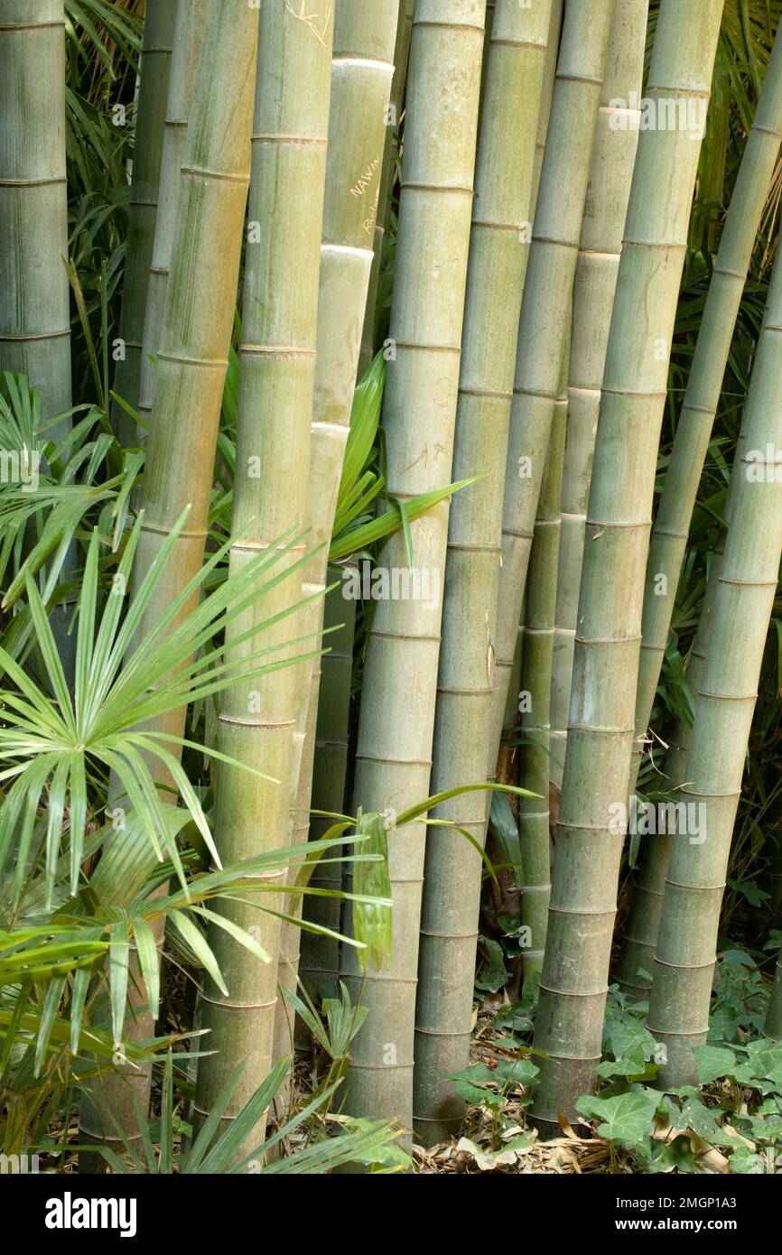 Moso Bamboo (Phyllostachys edulis) (SYN.: Phyllostachys pubescens), Stem Foto Stock