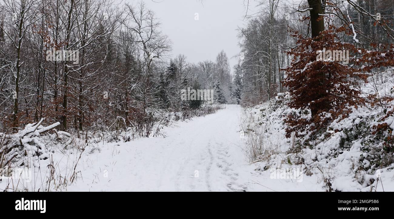 Schneebedeckte Wege im Teutoburger Wald Foto Stock