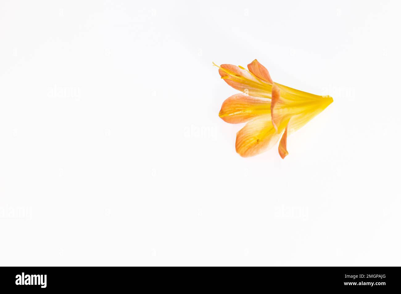 Fiore vivo evidenziato su uno sfondo bianco Foto Stock