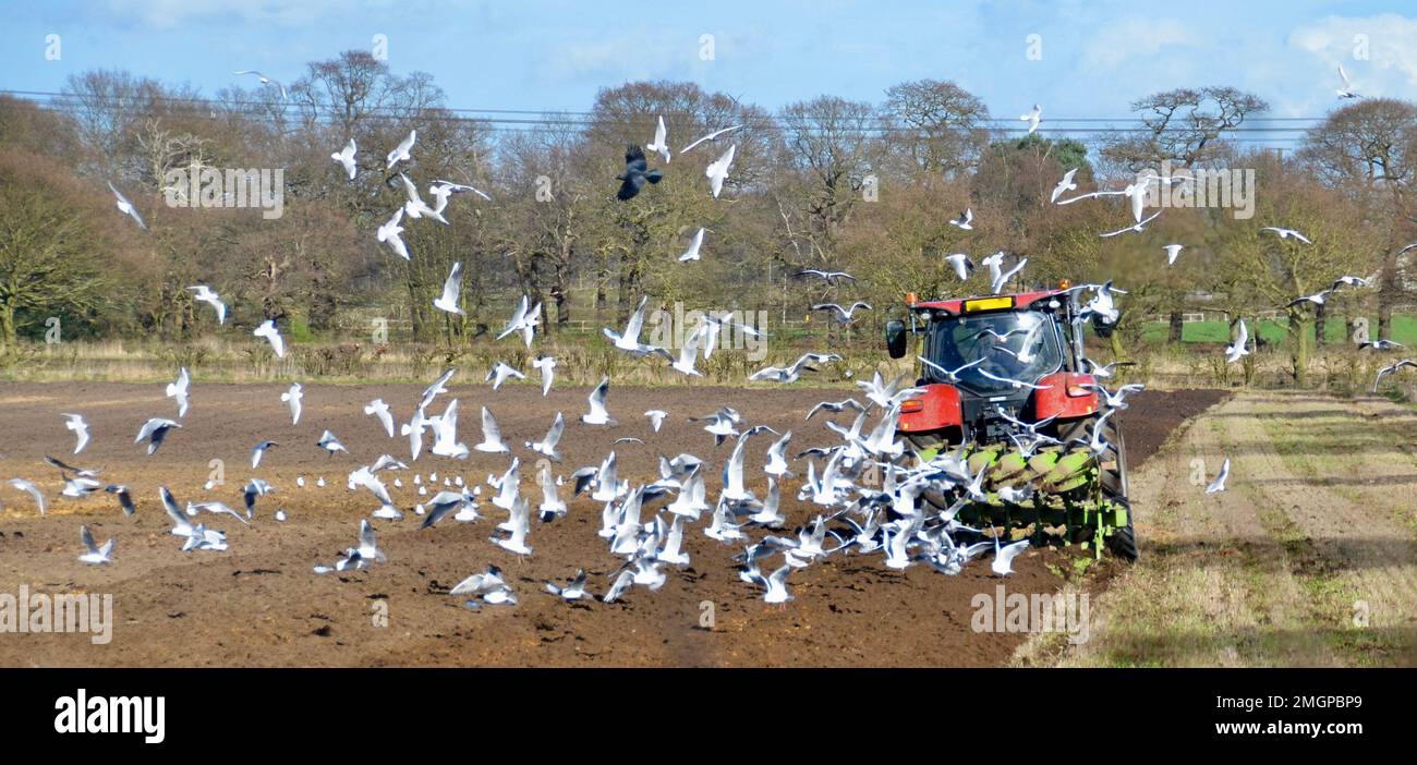 Trattore rosso che arava un campo in primavera Foto Stock