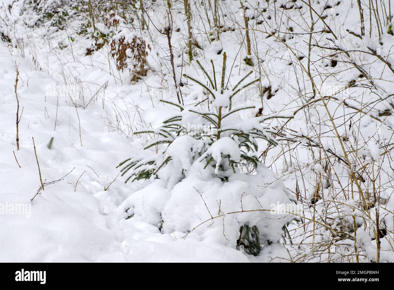 Kleine schneebedeckte Fichte im Teutoburger Wald Foto Stock
