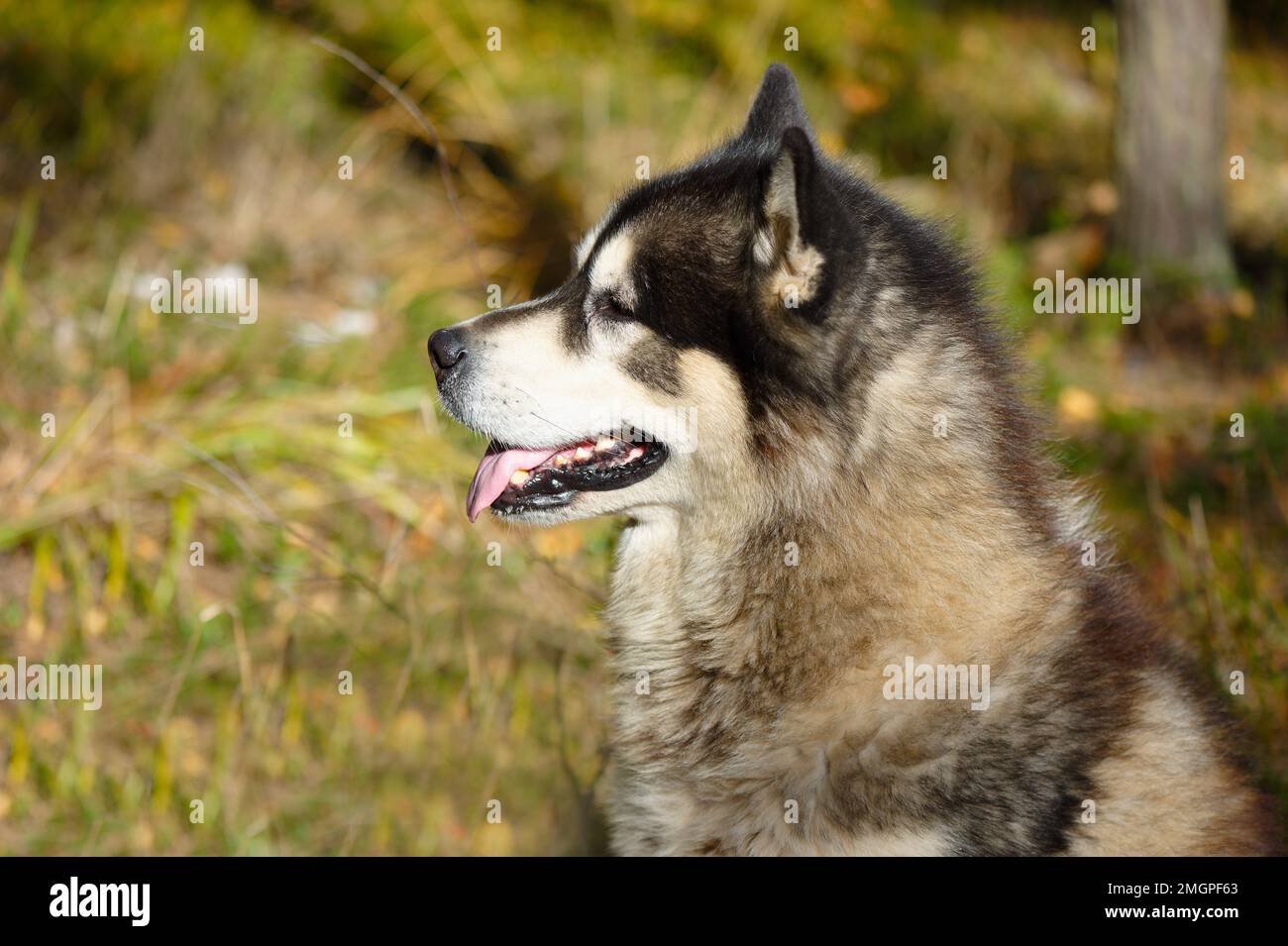 Malamuta dell'Alaska nella foresta autunnale Foto Stock