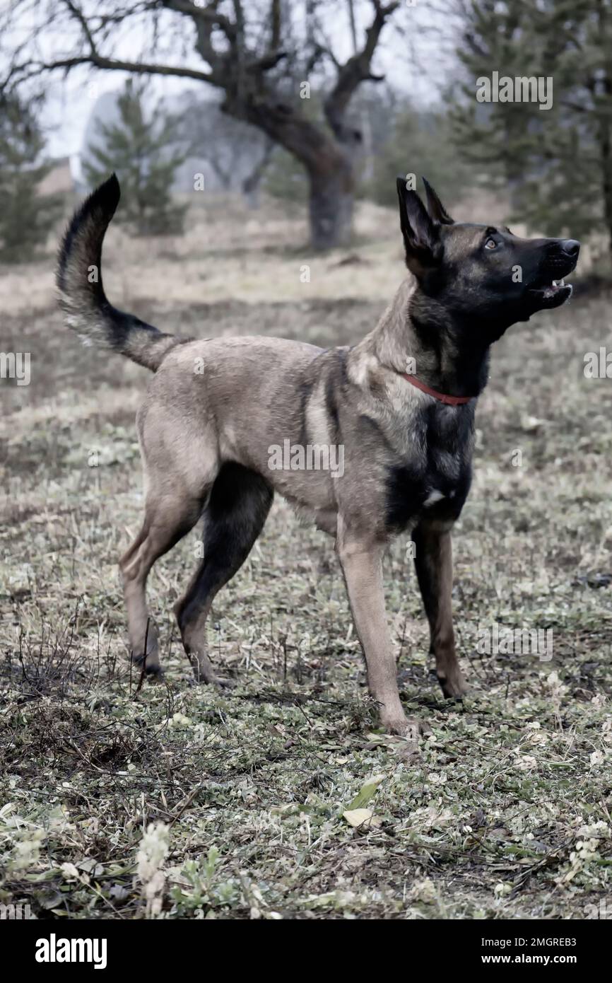 Pastore belga. Foto di un bel cane Foto Stock